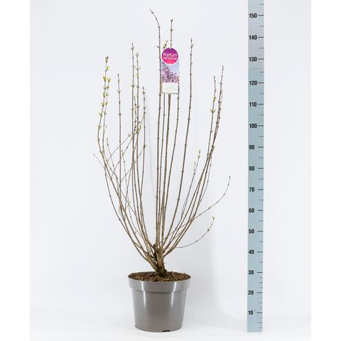 Syringa x chinensis 'Saugeana'