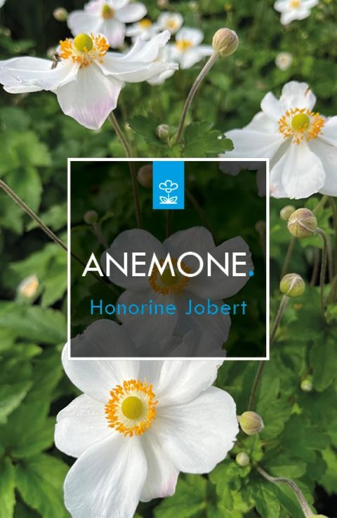 Anemone x hybrida 'Honorine Jobert'