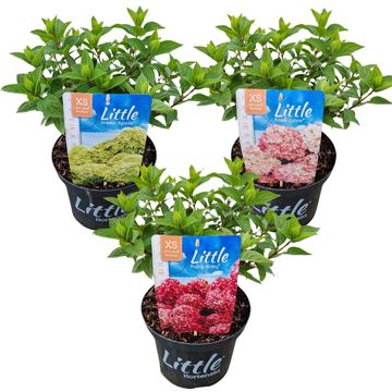 Hydrangea paniculata LITTLE XS MIX
