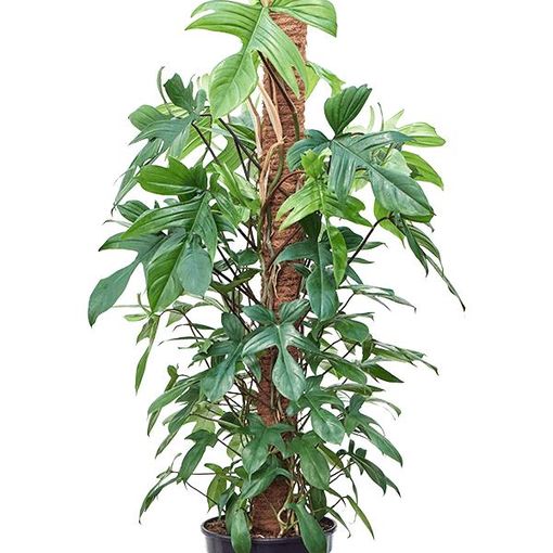 Philodendron FLORIDA BEAUTY