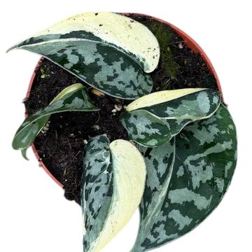 Scindapsus 'Mayari Variegata'