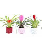 Bromelia MIX