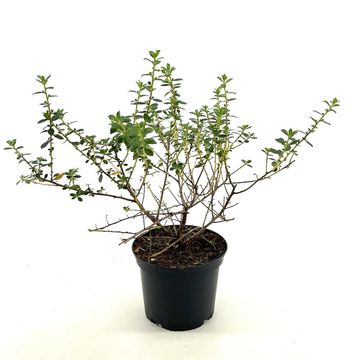 Escallonia 'Red Elf'