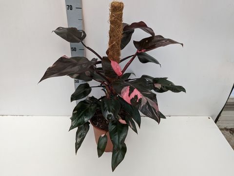 Filodendron 'Pink Princess'