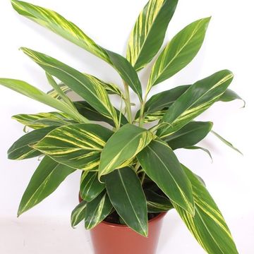 Alpinia zerumbet 'Variegata'