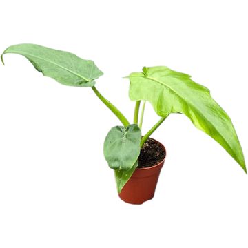 Philodendron 'Bob Cee'