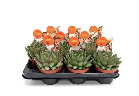 Echeveria agavoides 'Red Tip'