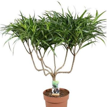 Dracaena reflexa 'Anita'
