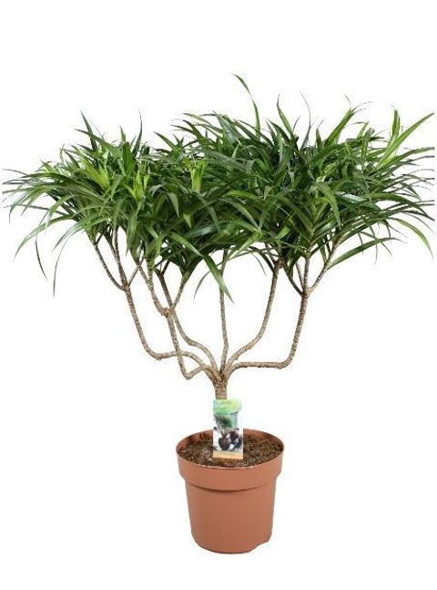Dracaena reflexa 'Anita'