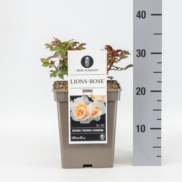 Rosa LIONS ROSE