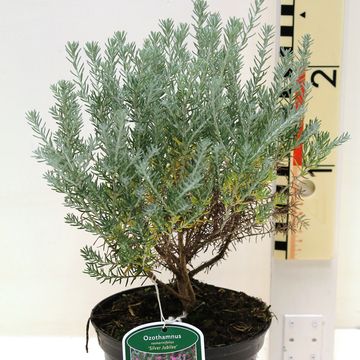 Ozothamnus rosmarinifolius 'Silver Jubilee'