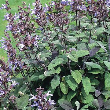Salvia officinalis 'Purpurascens'