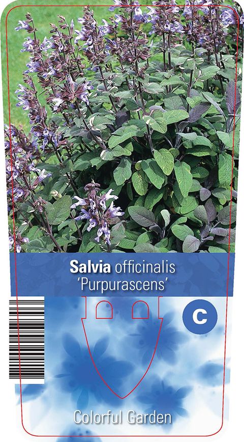 Salvia officinalis 'Purpurascens'