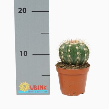 Melocactus broadwayi