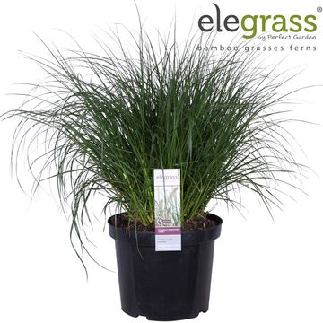 Pennisetum alopecuroides 'Hameln'