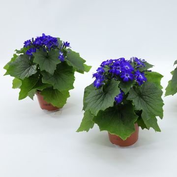 Pericallis MANDALA BLUE