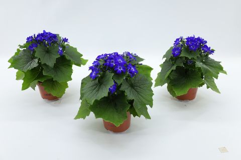 Pericallis MANDALA BLUE