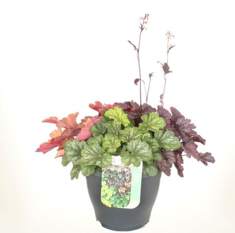 Heuchera MIX IN POT