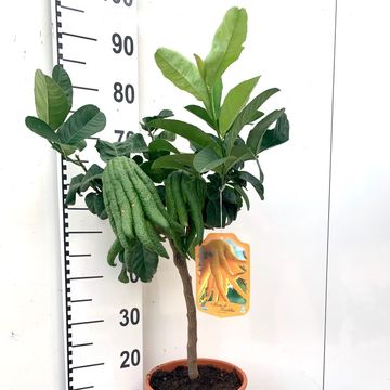 Citrus medica 'Buddha's Hand'