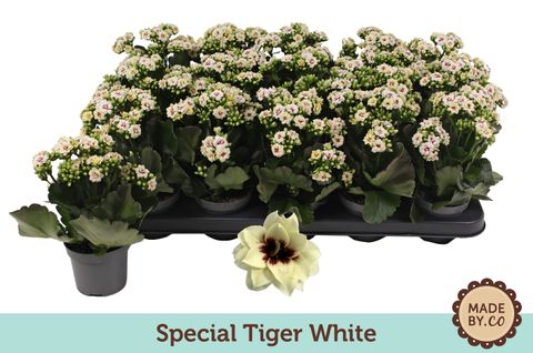 Kalanchoe TIGER WHITE