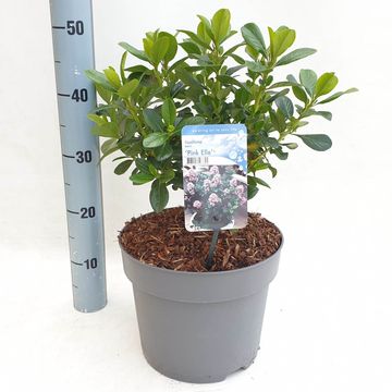 Escallonia laevis PINK ELLE