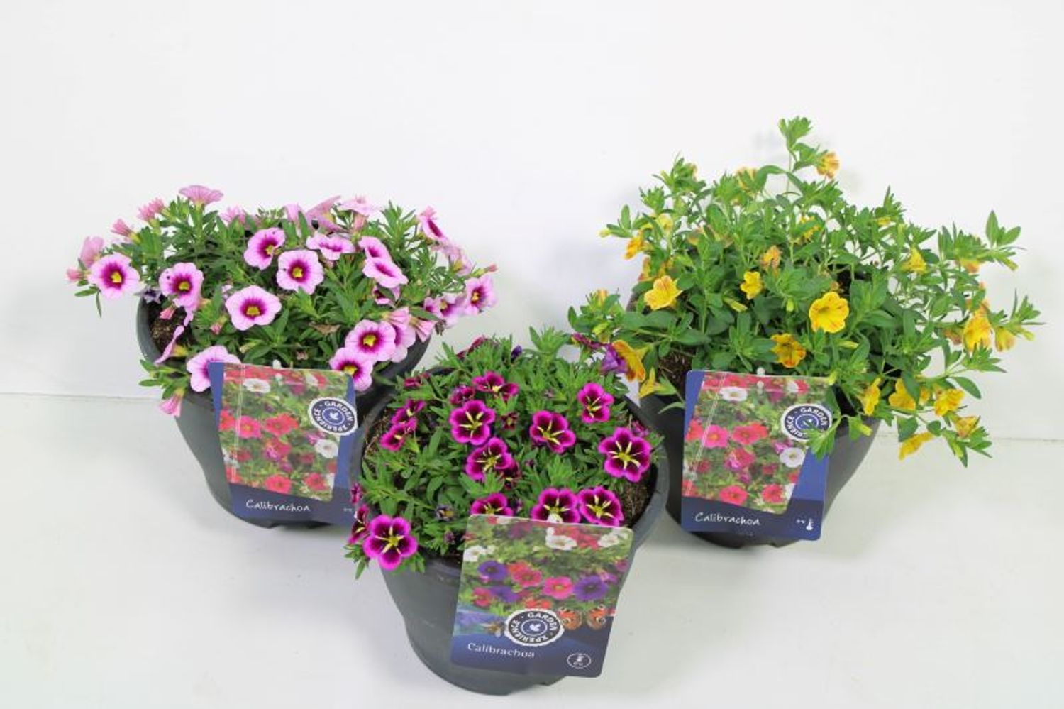 calibrachoa-mix-bitkiler-toptan-sat-floraccess