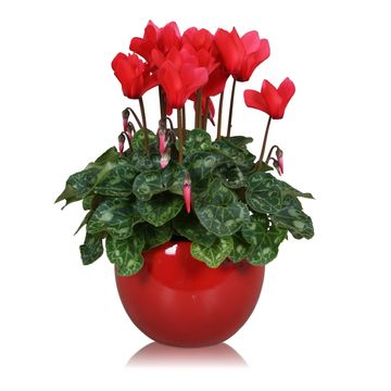 Cyclamen persicum SUPER SERIE S ALLURE MIX