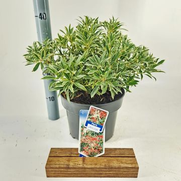 Pieris japonica 'Sangria'