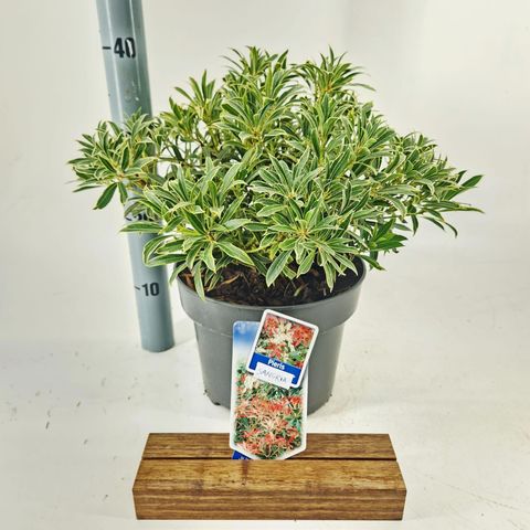 Pieris japonica 'Sangria'