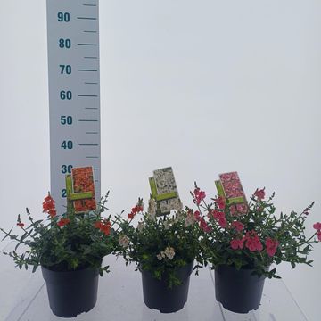 Diascia MIX
