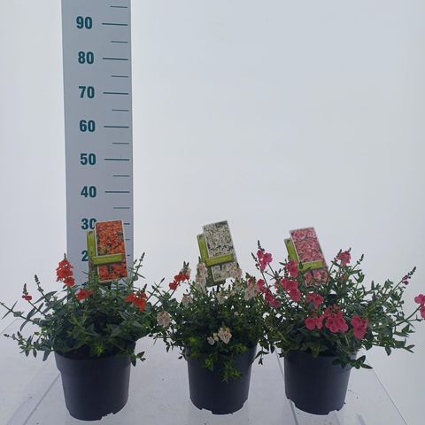 Diascia MIX