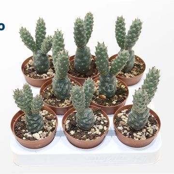 Tephrocactus diademata