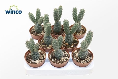 Tephrocactus diademata
