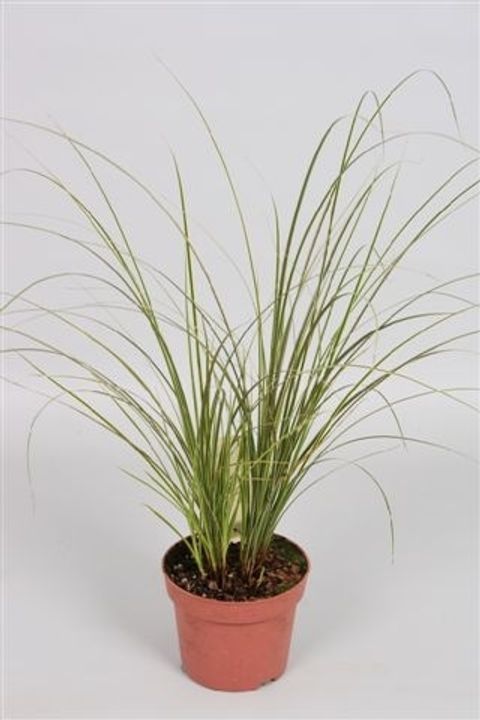 Carex brunnea 'Variegata'
