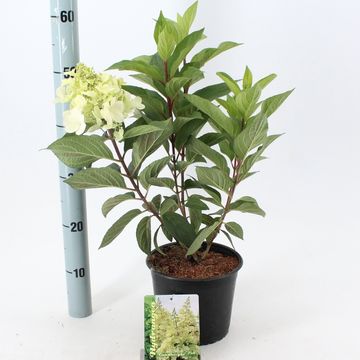 Hydrangea paniculata CANDLELIGHT