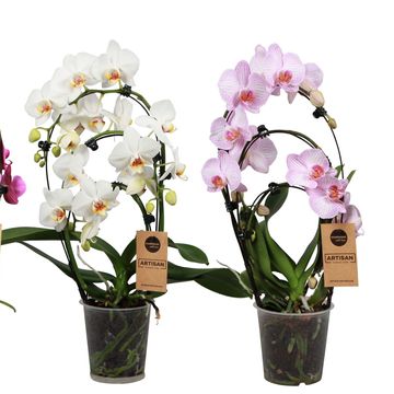Phalaenopsis MIX