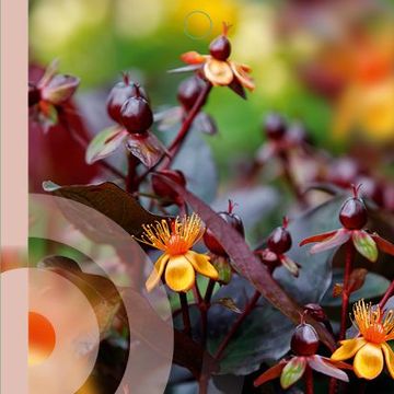 Hypericum MIRACLE NIGHT