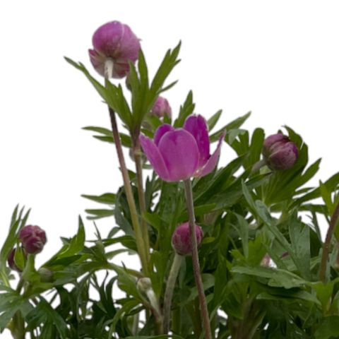 Anemone x lesseri SPRING BEAUTY PINK