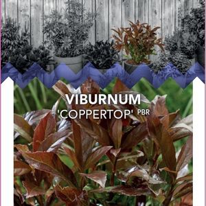 Viburnum odoratissimum COPPERTOP
