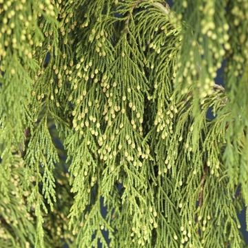 Chamaecyparis nootkatensis 'Pendula'