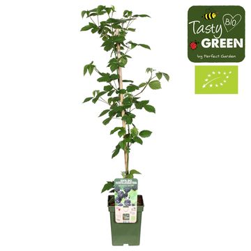 Rubus fruticosus 'Black Satin'