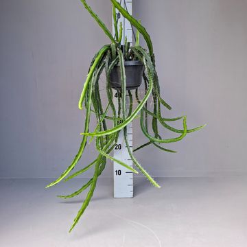 Selenicereus atropilosus