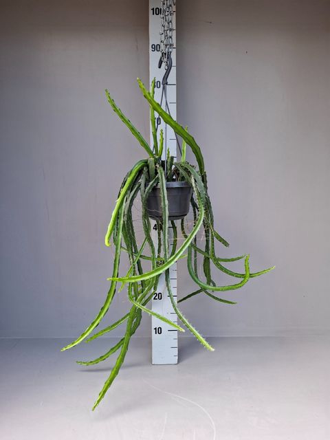 Selenicereus atropilosus