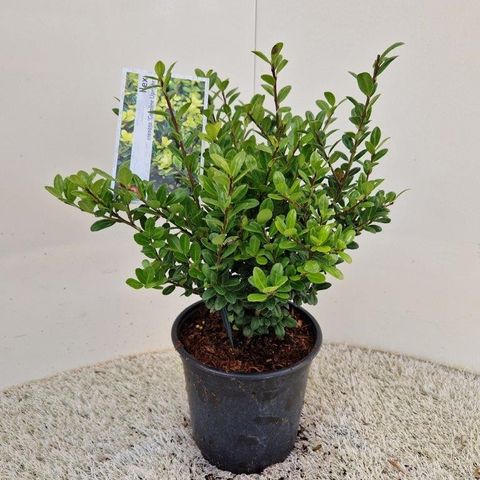 Ilex crenata 'Caroline Upright'