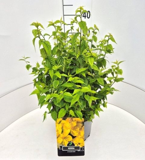Kerria japonica 'Golden Guinea'
