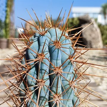 Browningia hertlingiana