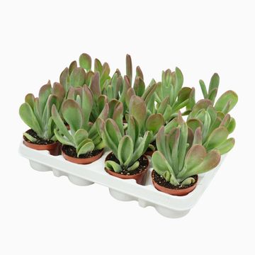 Kalanchoe luciae 'Oricula'