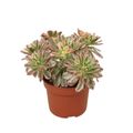 Aeonium 'Sweet Tea'