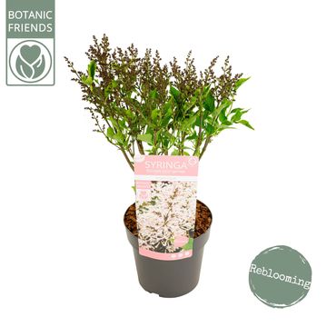 Syringa patula 'Dream Cloud'