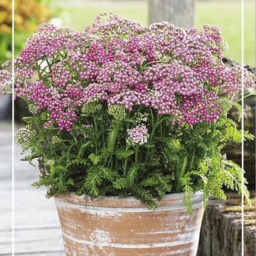 Achillea millefolium MILLY ROCK PINK